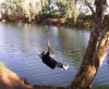 croc bait